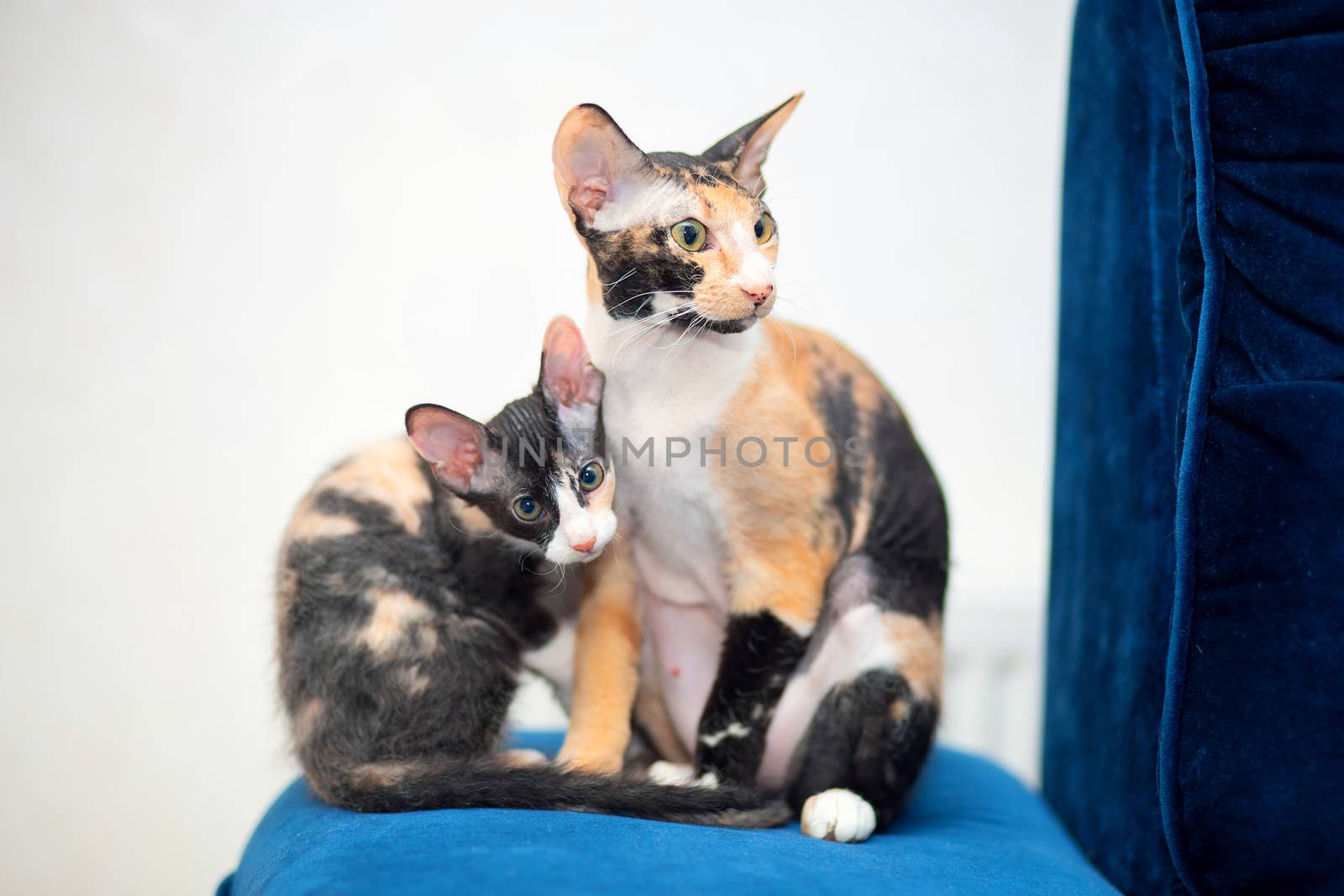 Two tricolor Sphynx cats with fur are sitting on the sofa. Mom and kitten. Brash cats with big ears