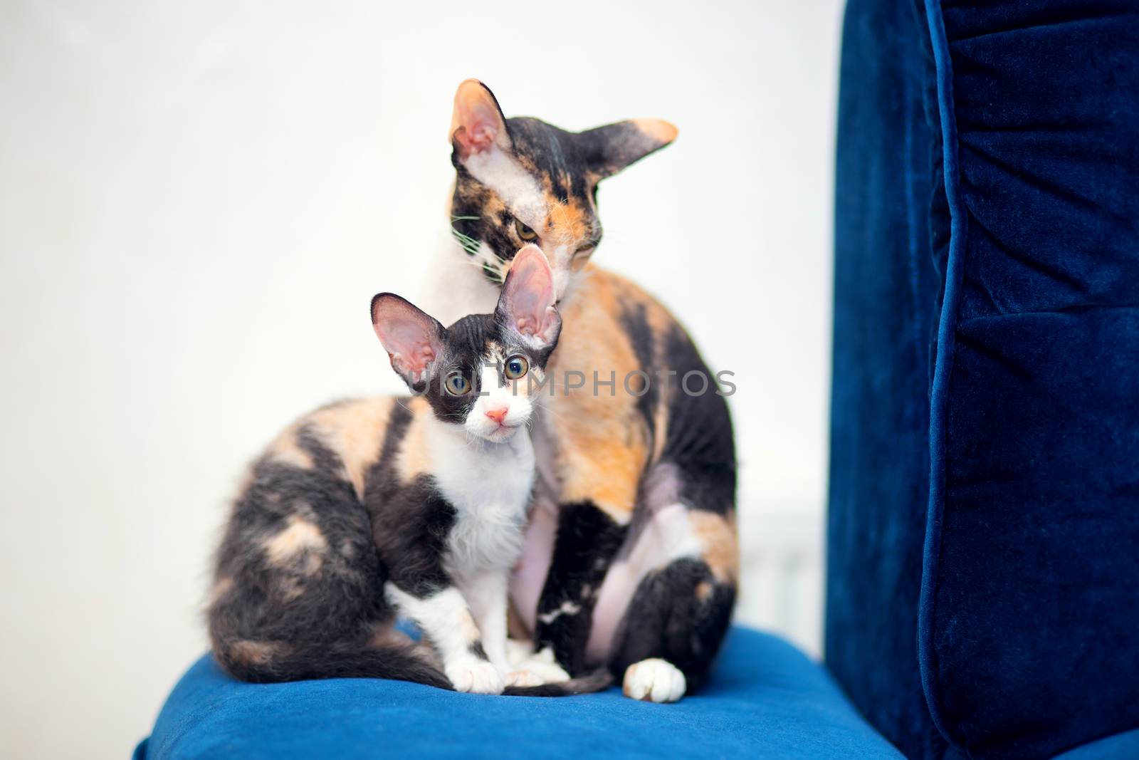 Two tricolor Sphynx cats with fur are sitting on the sofa. Mom and kitten. Brash cats with big ears
