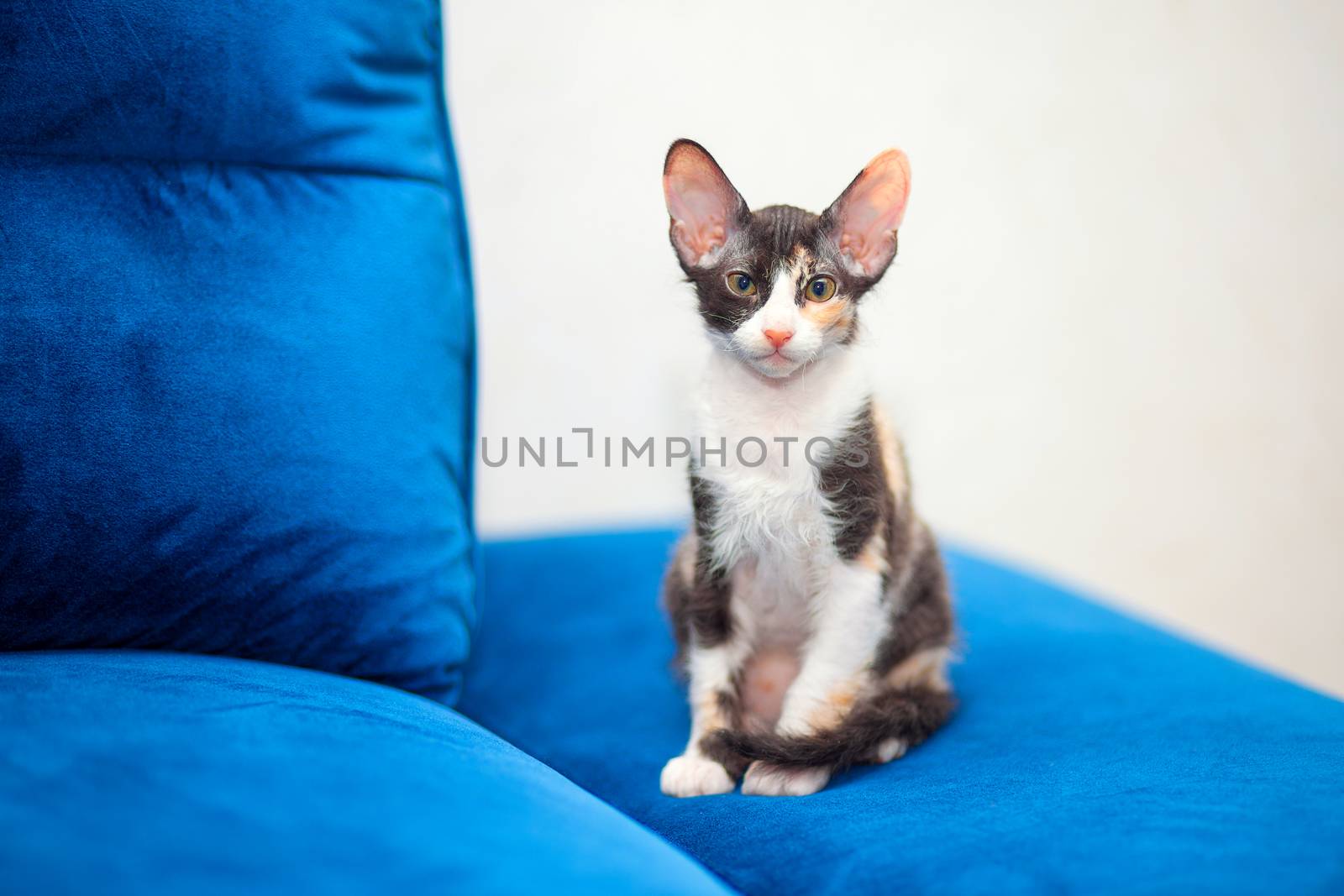 Sphynx mestizo kitten sits on the couch. Long-eared tricolor kitten, brush sphinx