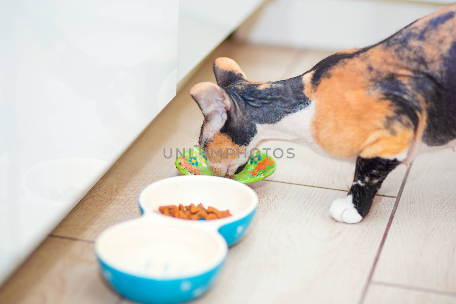 A tricolor Don Sphynx cat with wool eats its food from a bowl in the kitchen