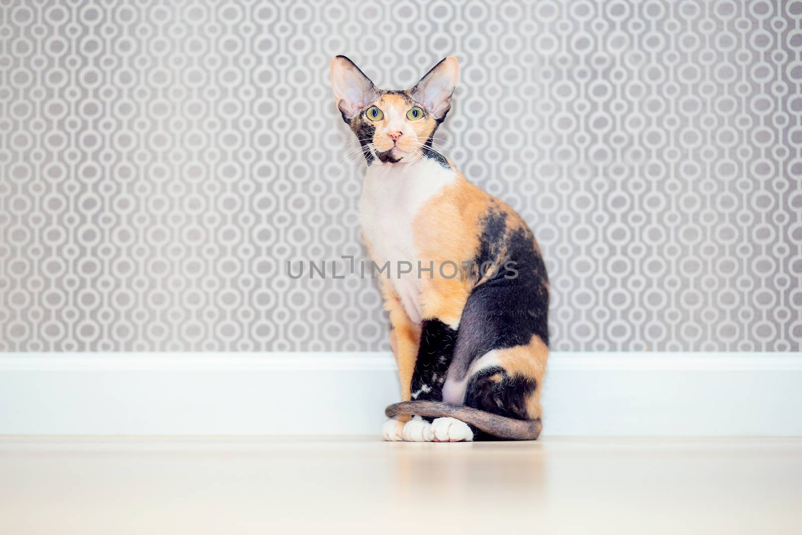 Tricolor Don Sphynx cat with wool. Brashevy mestizo sphinx with large ears and wrinkles