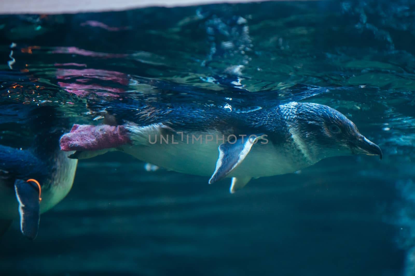 Christchurch, New Zealand - September 17, 2020: Penguins at the International Antarctic Centre which is a popular tourist attraction near Christchurch airport in New Zealand