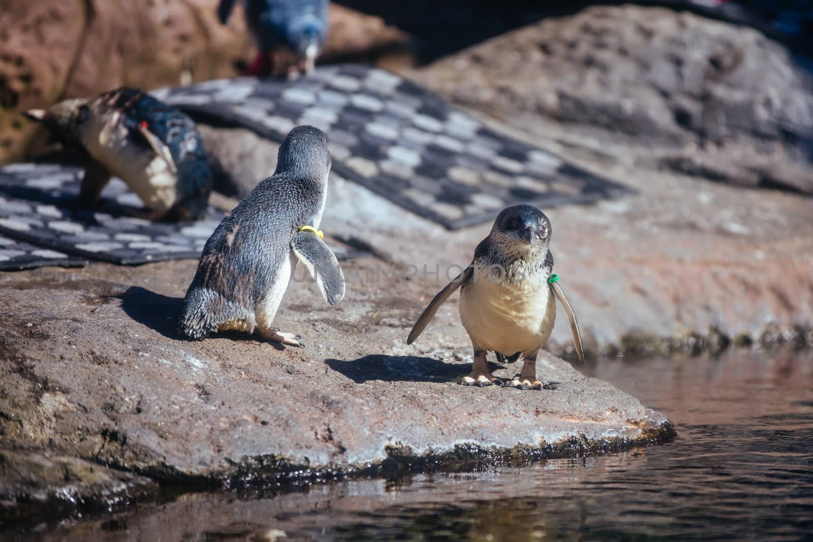 Christchurch, New Zealand - September 17, 2020: Penguins at the International Antarctic Centre which is a popular tourist attraction near Christchurch airport in New Zealand