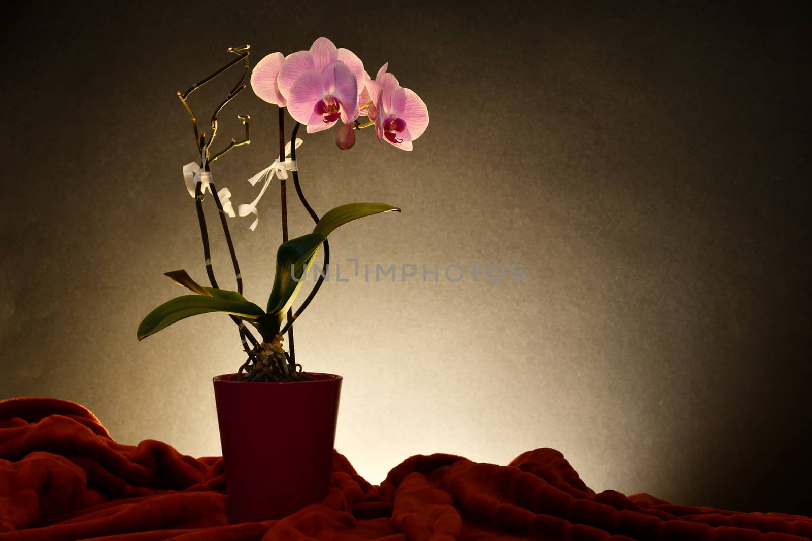 Orchid flowers, on a dark background