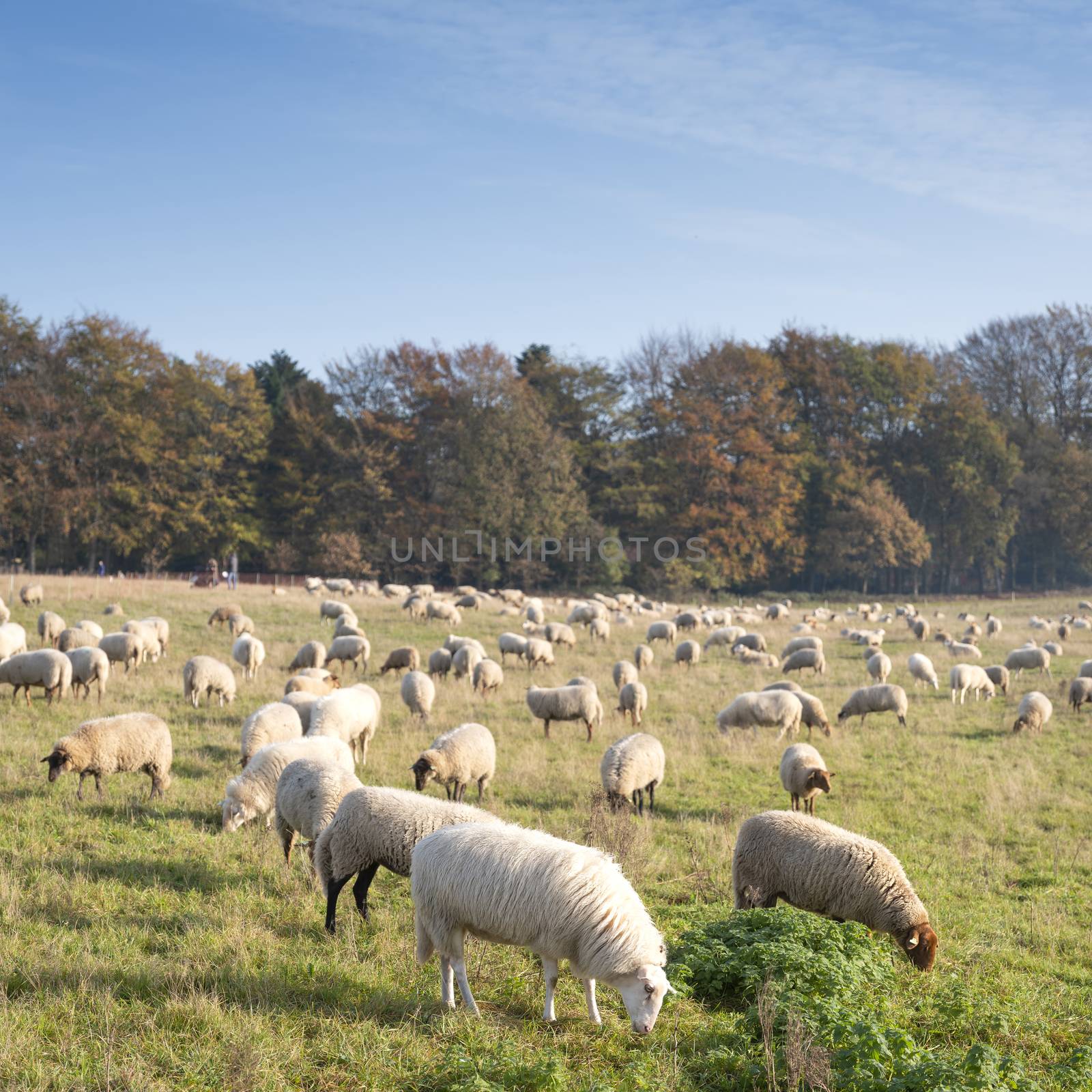 flock of sheep on sunny autumn day under blue sky near forest in the netherlands in province of utrecht
