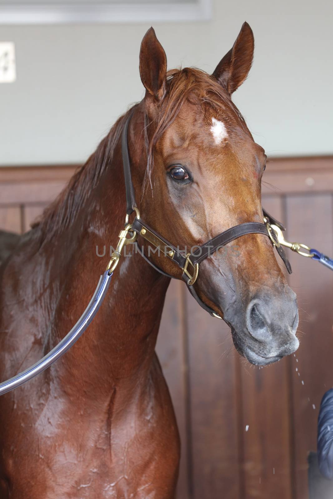 MELBOURNE, AUSTRALIA - NOVEMBER 05, 2019: Horse Vow and Declare after winning the Melbourne Cup at Flemington Racecourse in Melbourne Australia