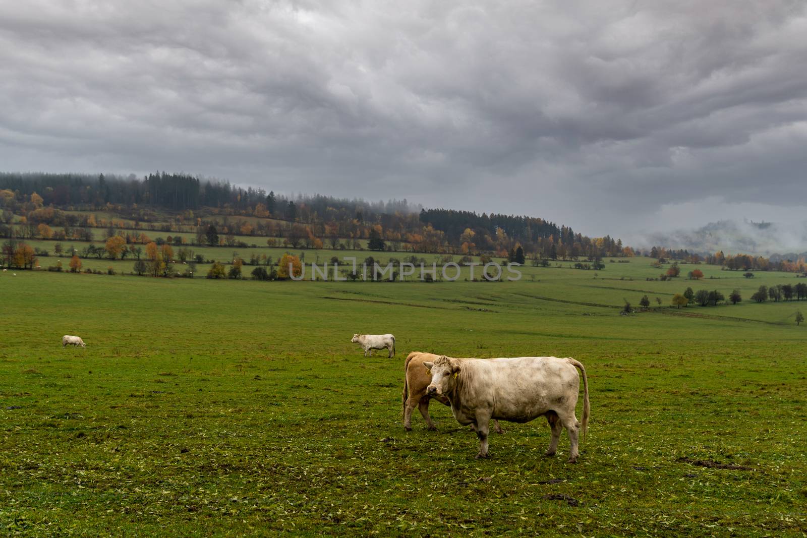 grazing bulls on pasture in autumn.