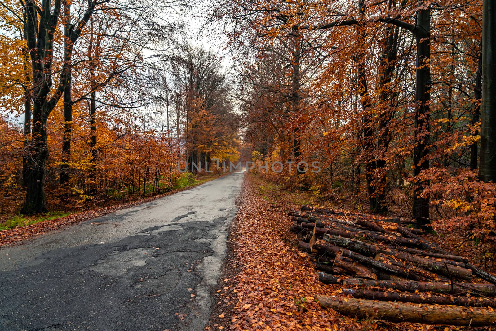 asphalt road in the orange autumn forest by Edophoto