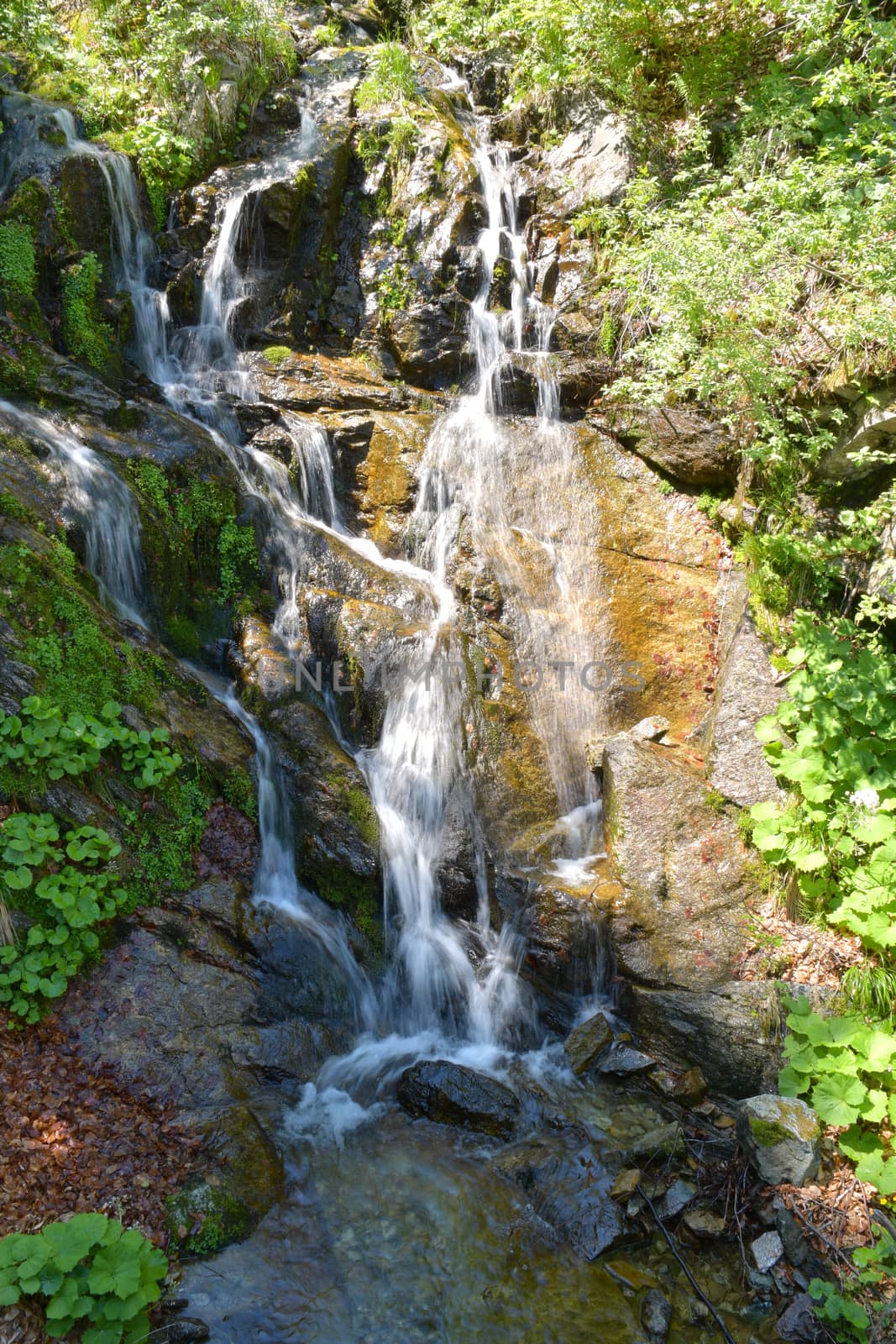 La cascata del torrente, con in primo piano i ranuncoli selvatici