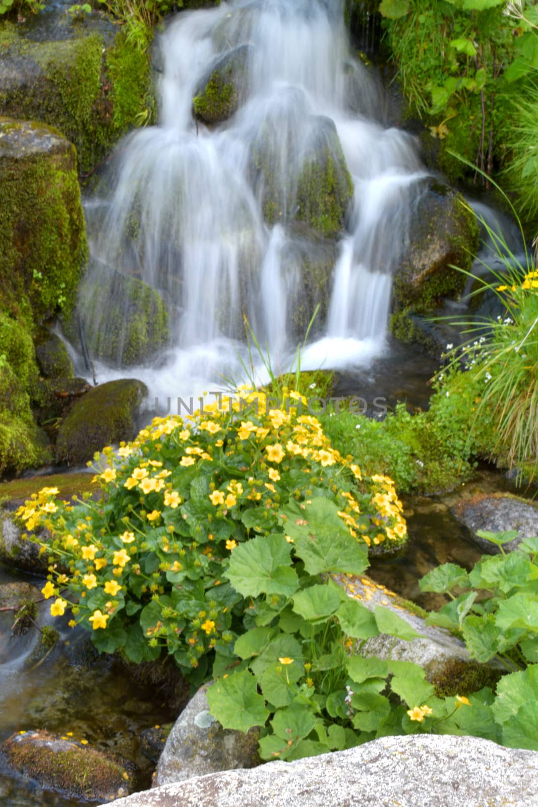 La cascata del torrente, con in primo piano i ranuncoli selvatici