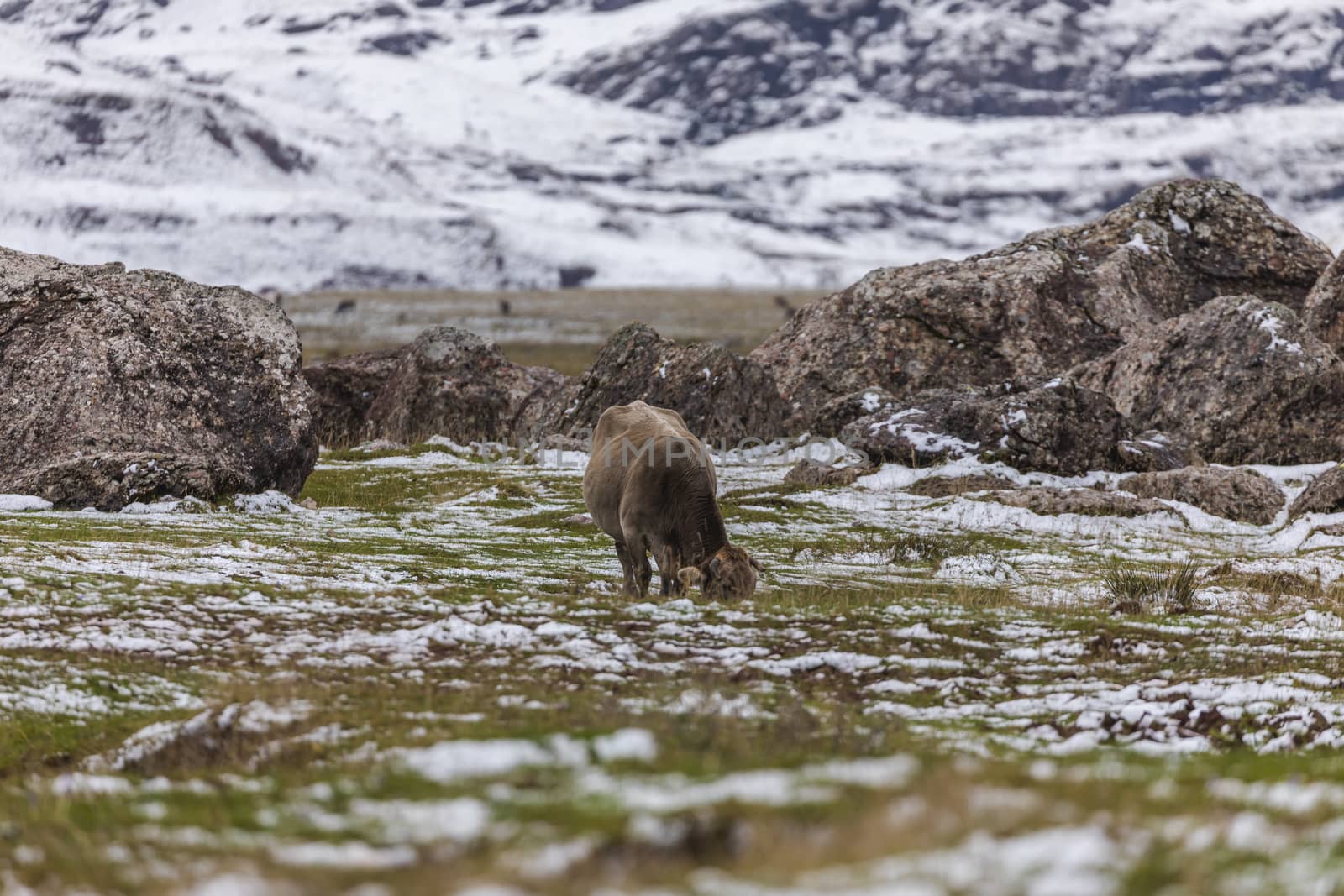 A cow eating grass in the pastures of the Aragonese Pyrenees. by alvarobueno