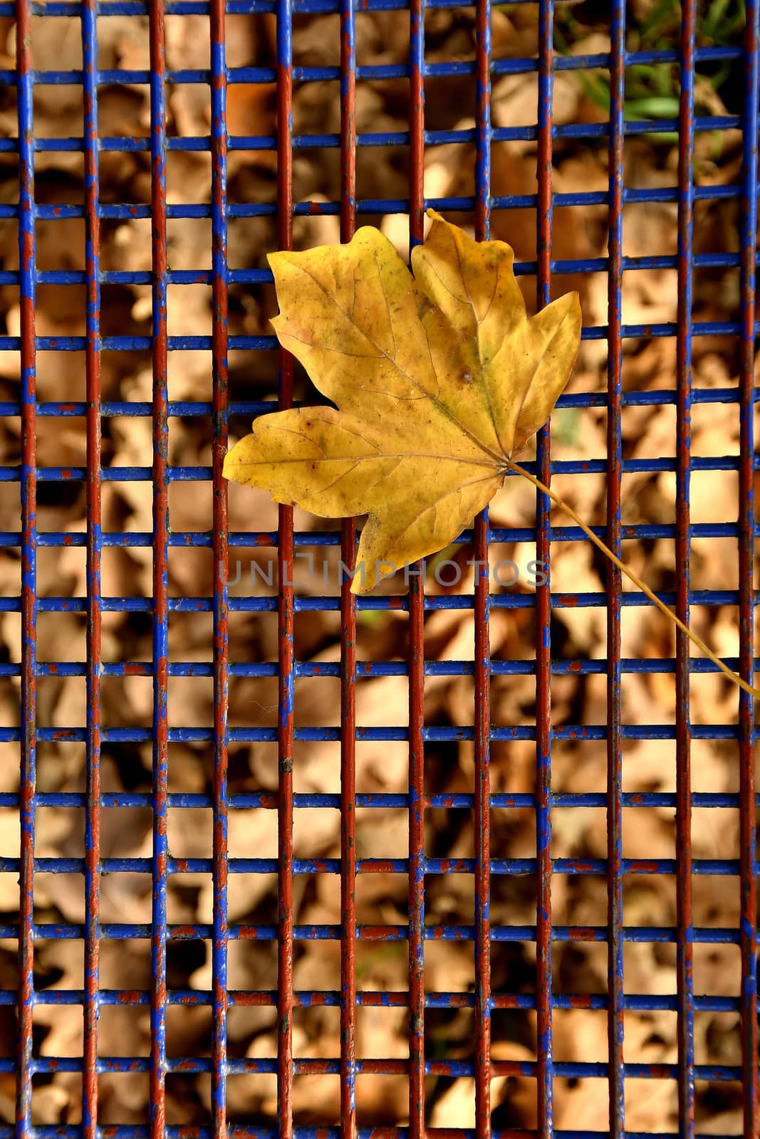 autumnal colored maple leaf on a blue grid of a seat by Jochen