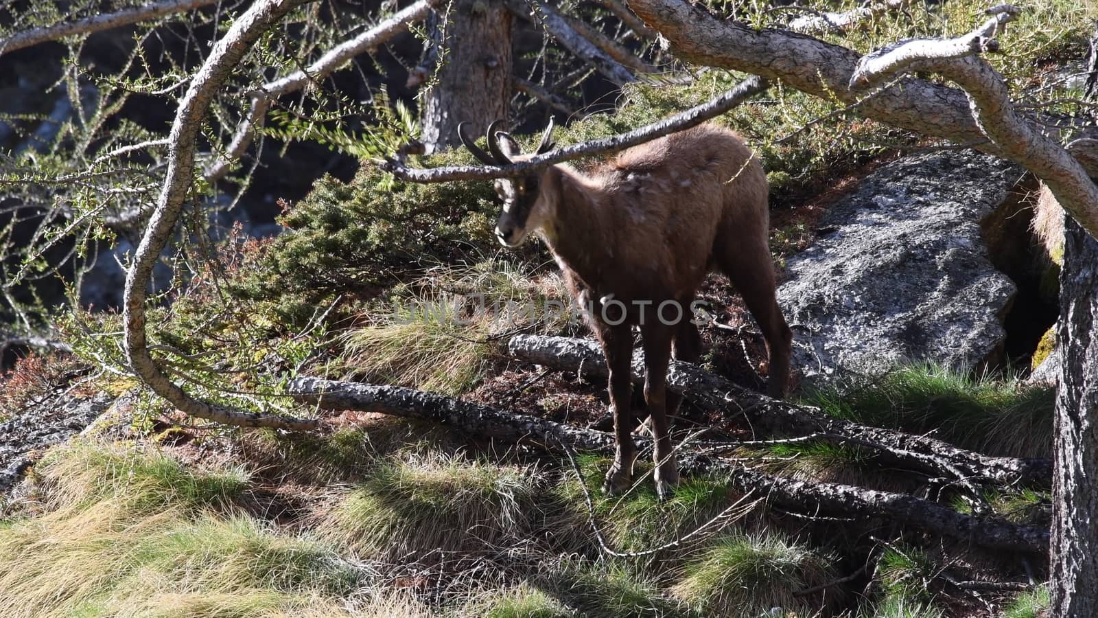 Il camoscio ci guarda incuriosito.