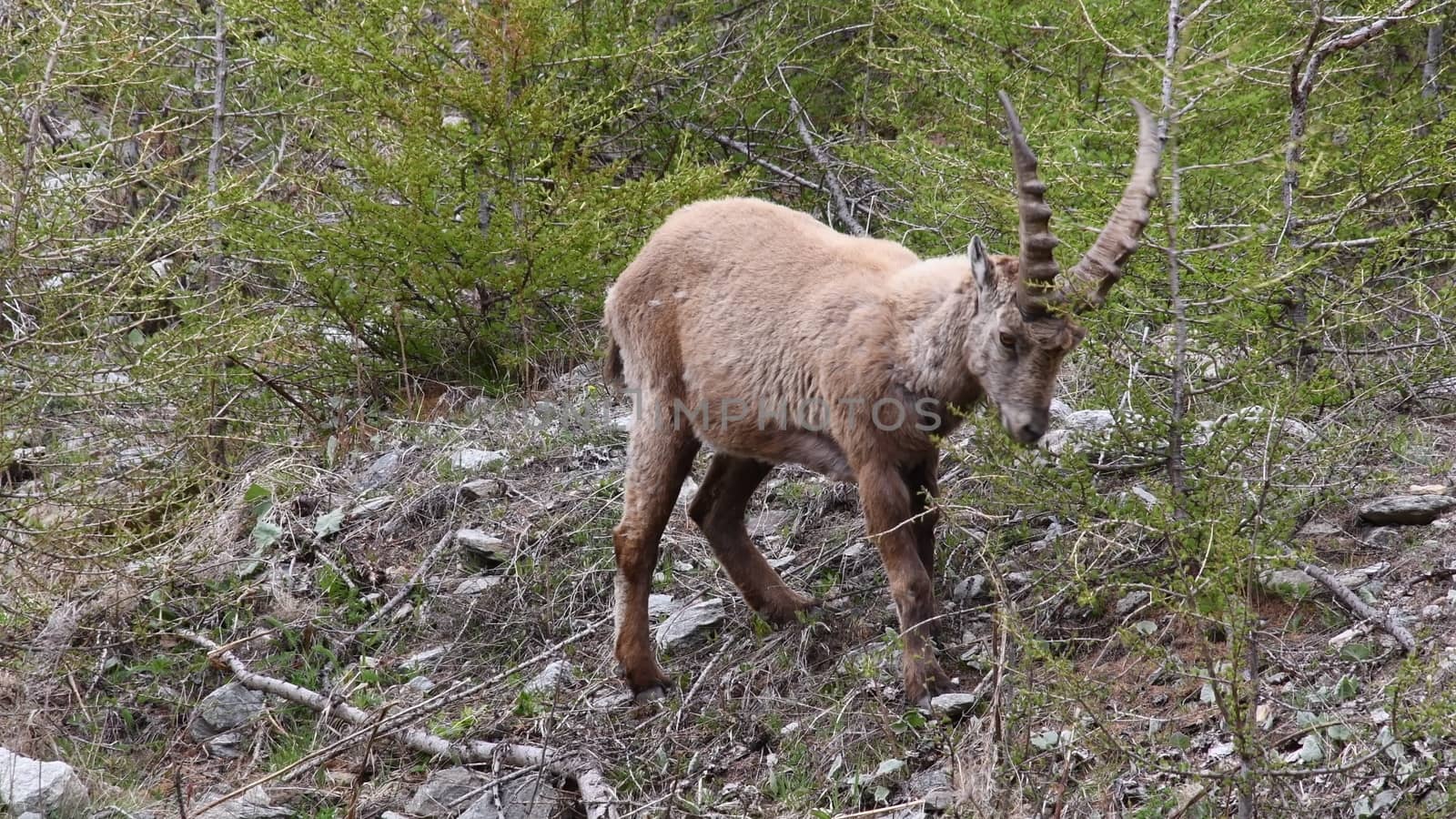 Il camoscio ci guarda incuriosito.