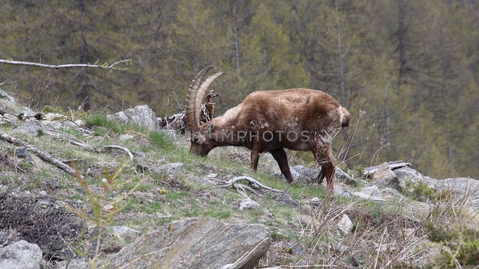 Il camoscio ci guarda incuriosito.