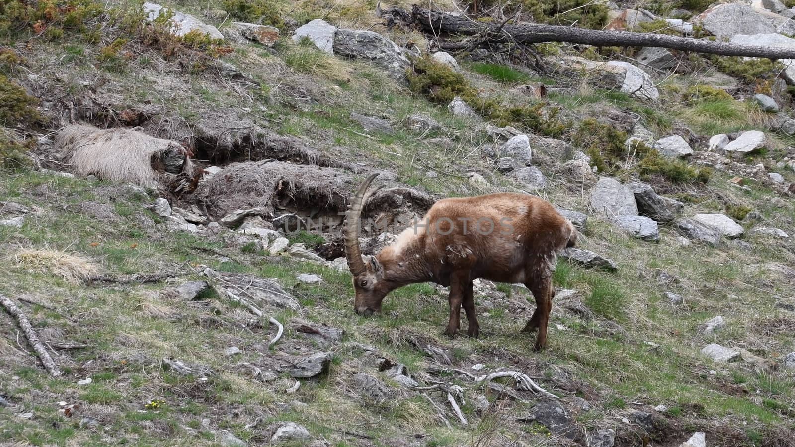 Il camoscio ci guarda incuriosito.