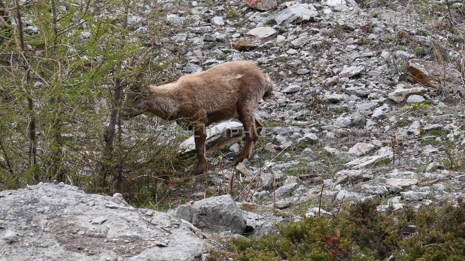 Il camoscio ci guarda incuriosito.