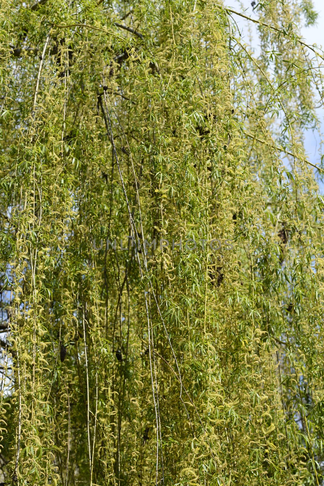 Golden Weeping Willow - Latin name - Salix alba subsp. vitellina Pendula