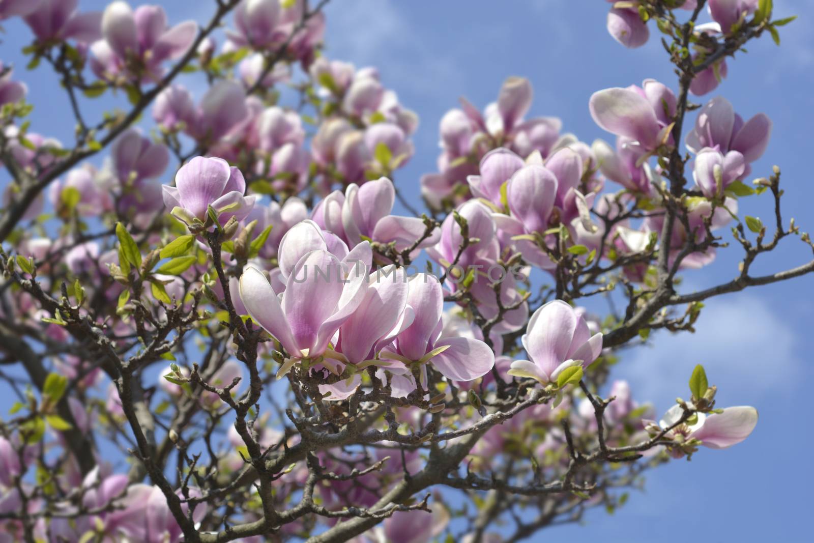 Magnolia (Soulangeana hybrids) flowering tree - Latin name - Magnolia x soulangeana