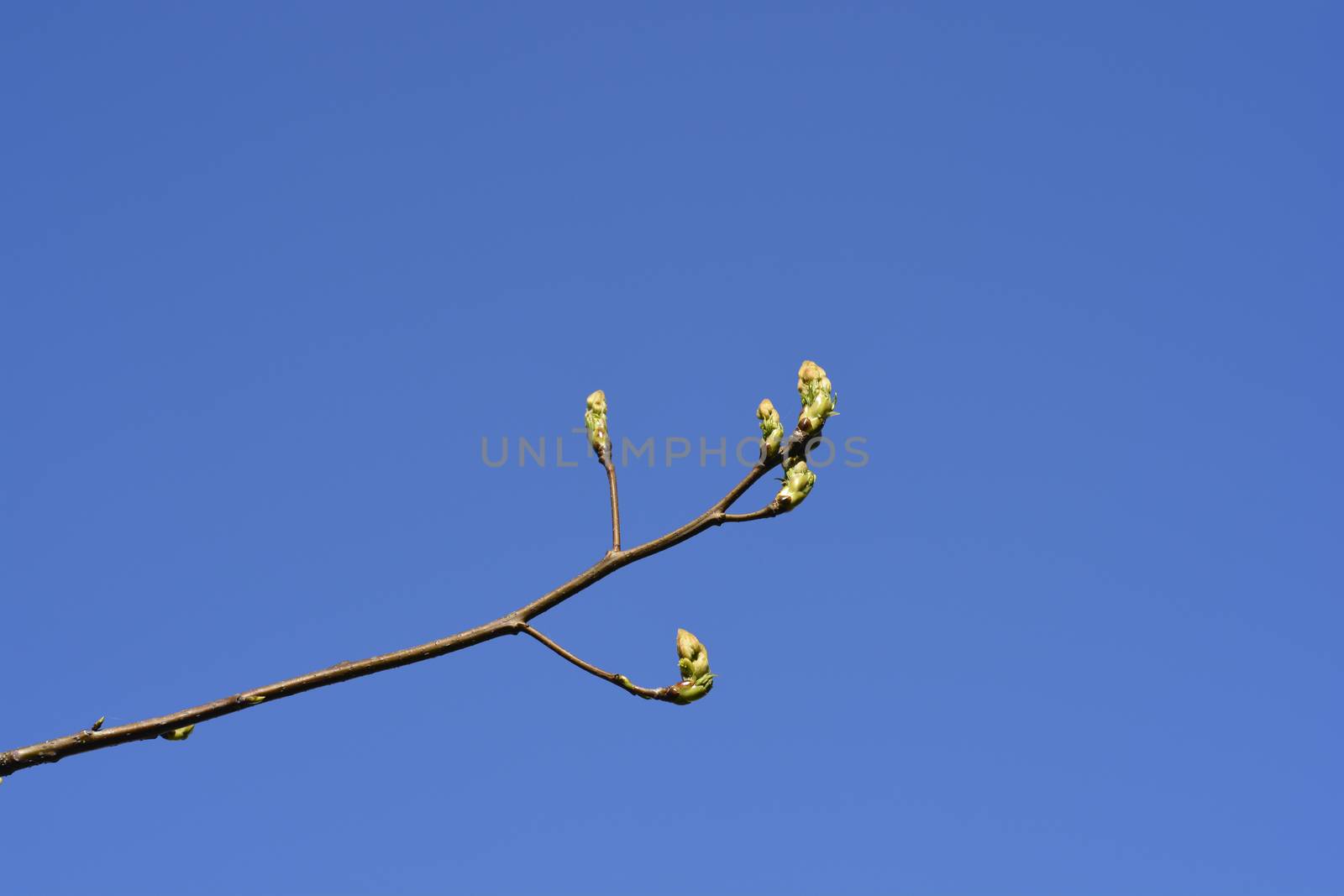 American sweetgum branch with new leaves against blue sky - Latin name - Liquidambar styraciflua