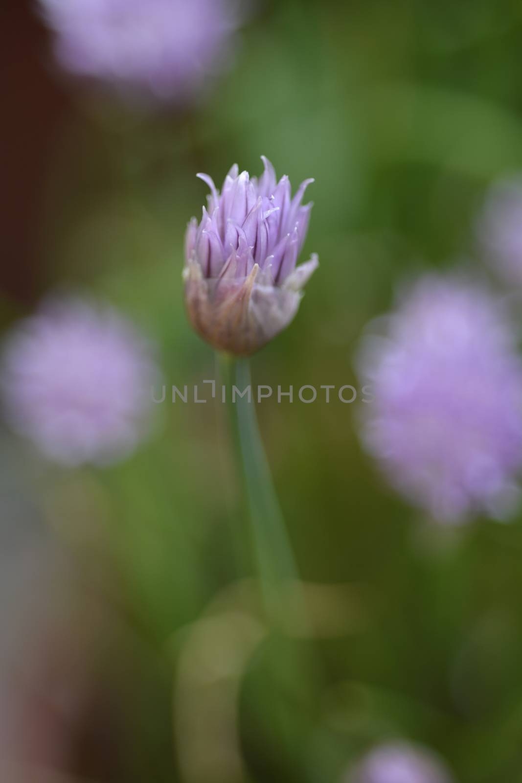 Chives flower - Latin name - Allium schoenoprasum