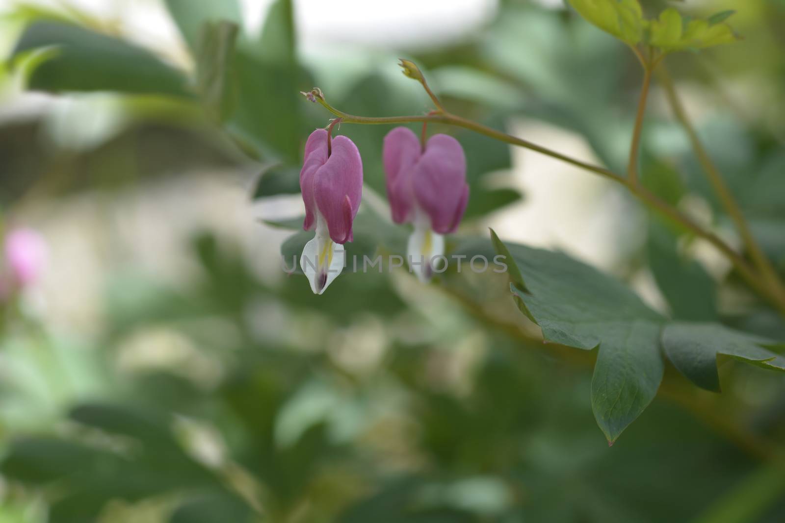 Bleeding heart pink flowers - Latin name - Lamprocapnos spectabilis (Dicentra spectabilis)