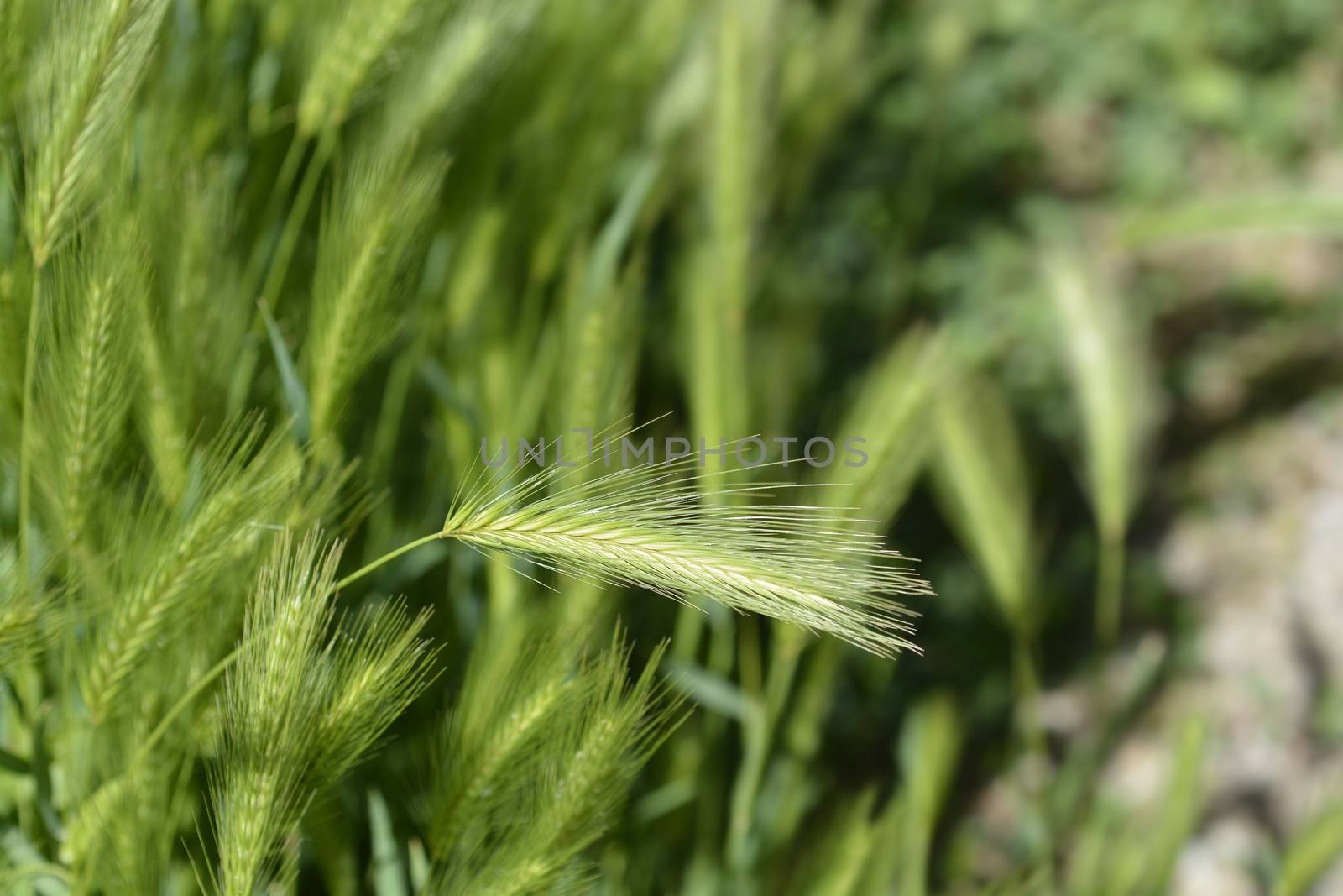 Wall barley - Latin name - Hordeum murinum