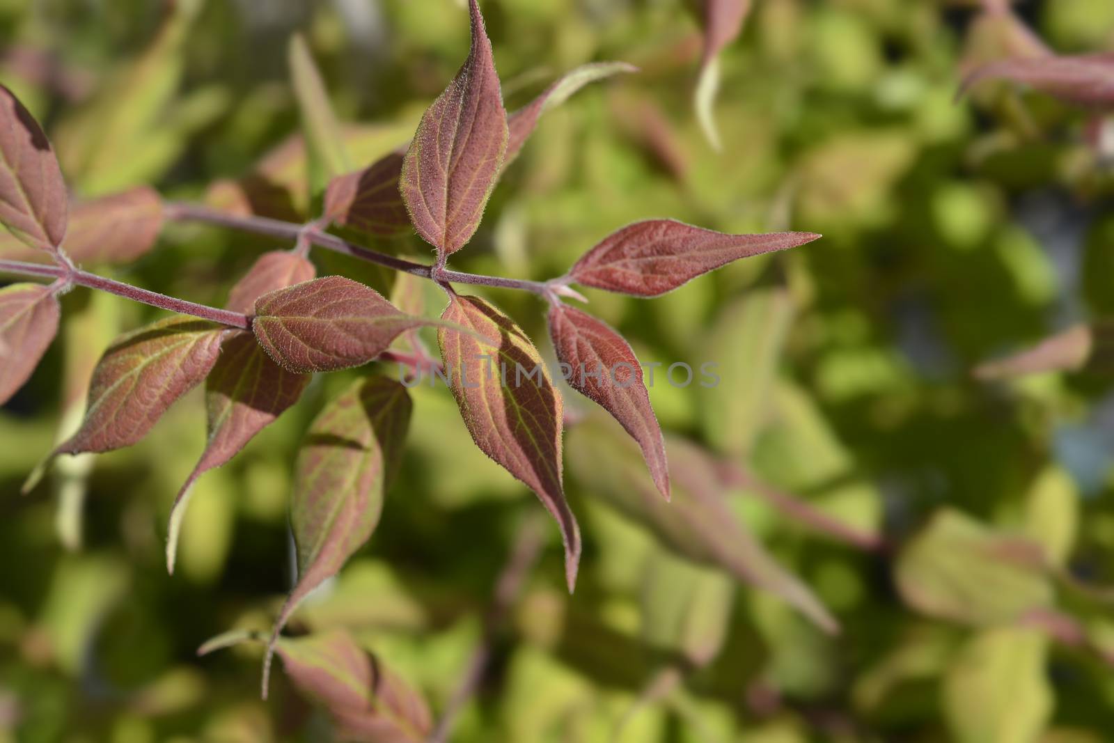 Beauty bush leaves - Latin name - Kolkwitzia amabilis