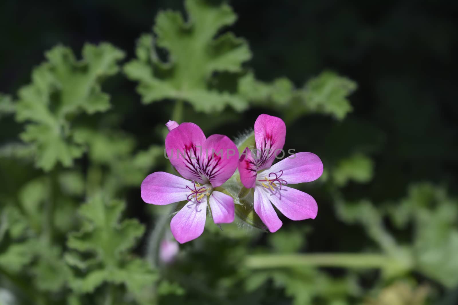 Sweet-scented geranium - Latin name - Pelargonium graveolens