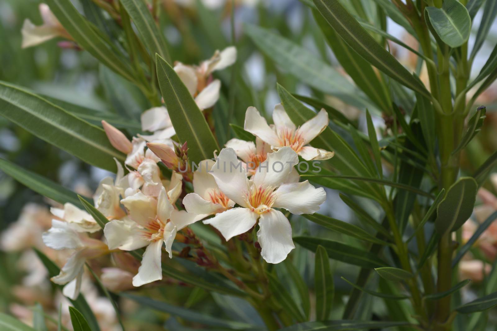 Common oleander pale peach colored flowers - Latin name - Nerium oleander