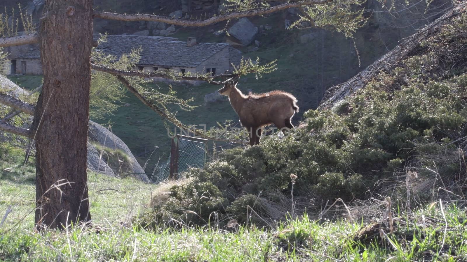 Il camoscio by bongia