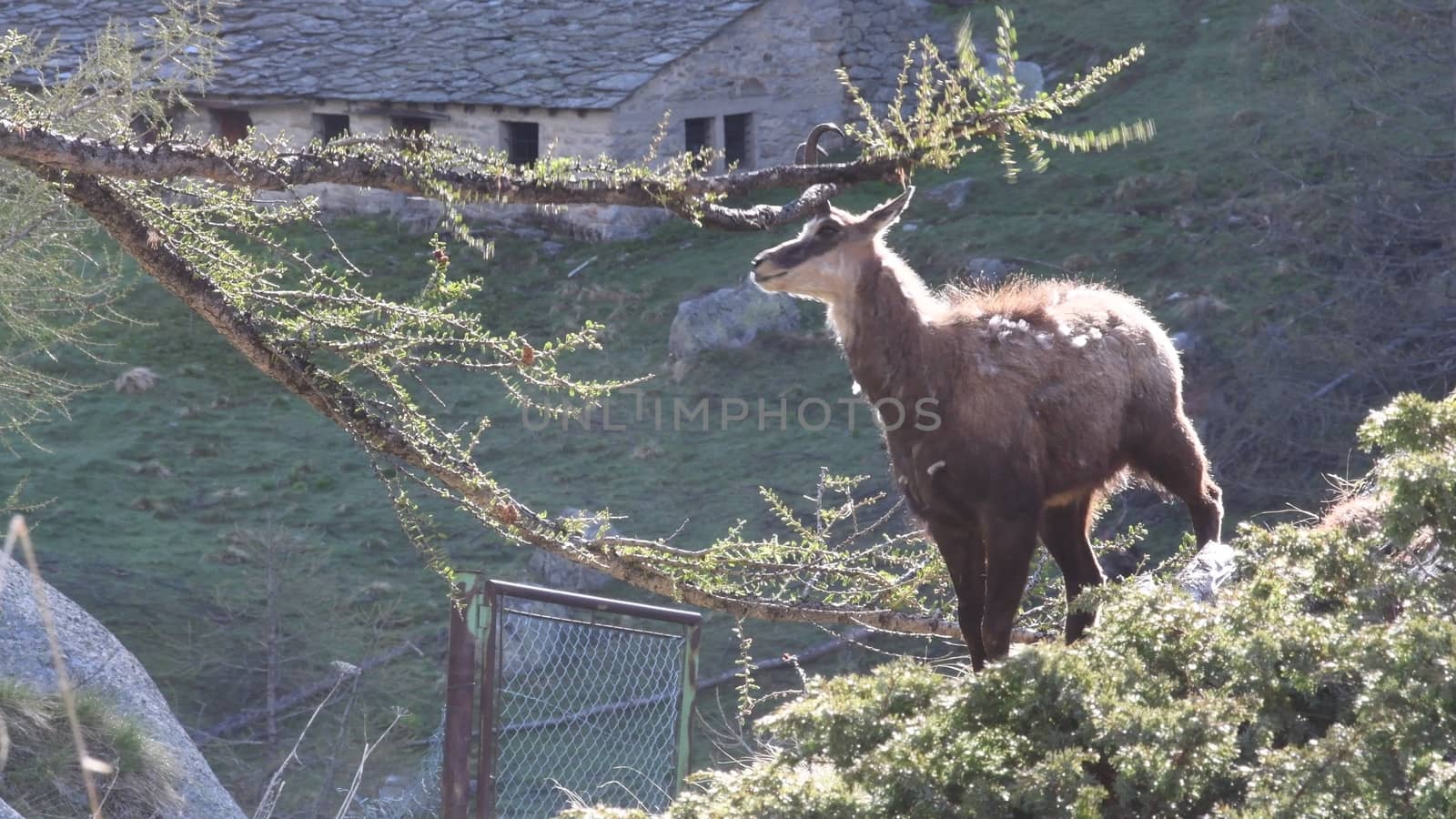 Il camoscio by bongia