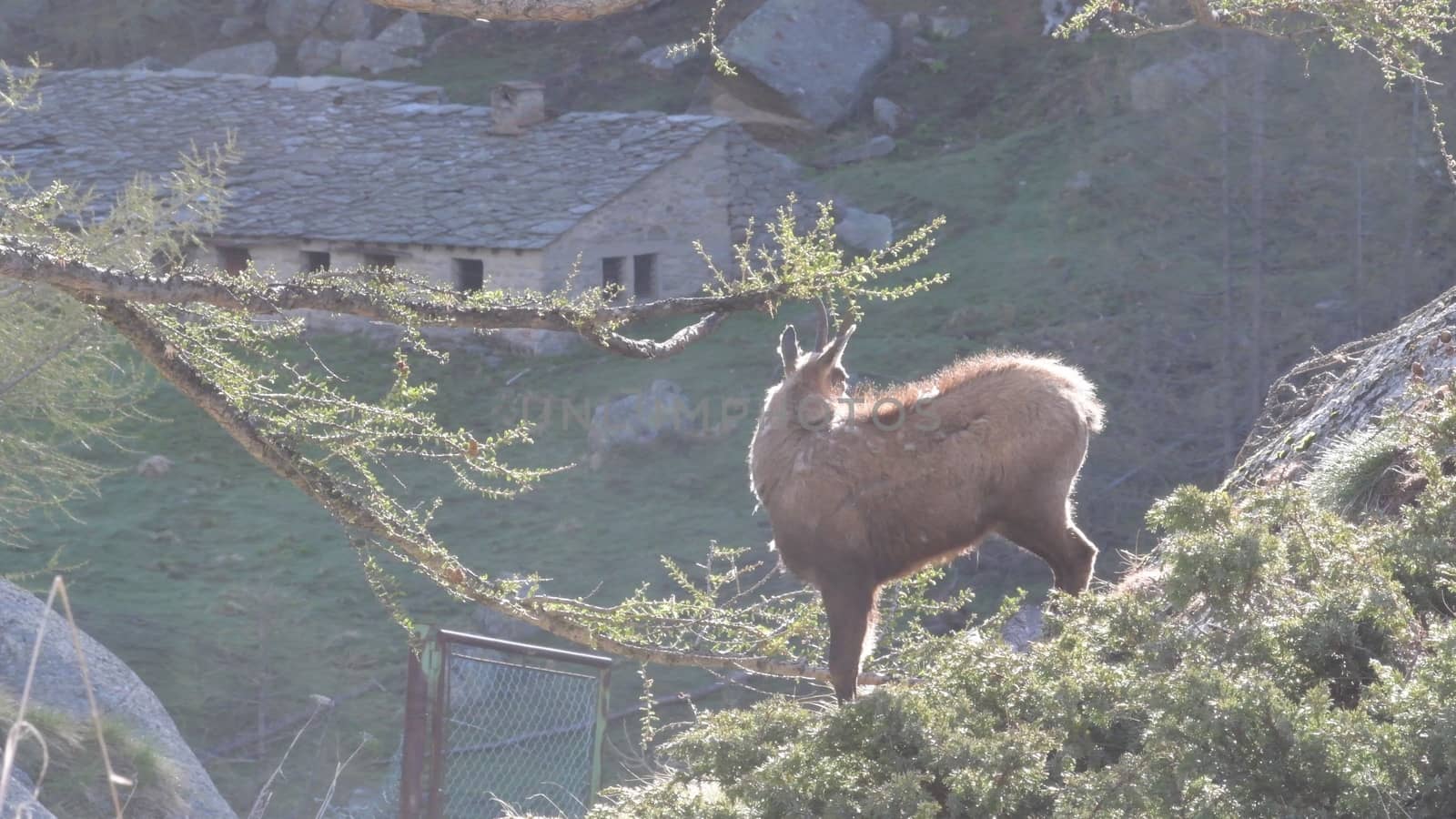 Il giovane camoscio si strofina le corna contro i rami del larice.