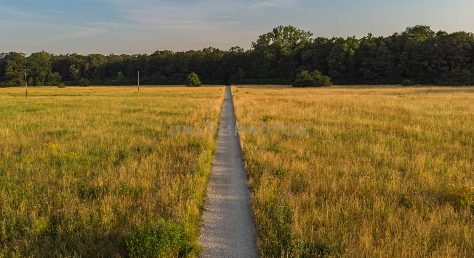 Long path to forest between yellow fields at sunny morning