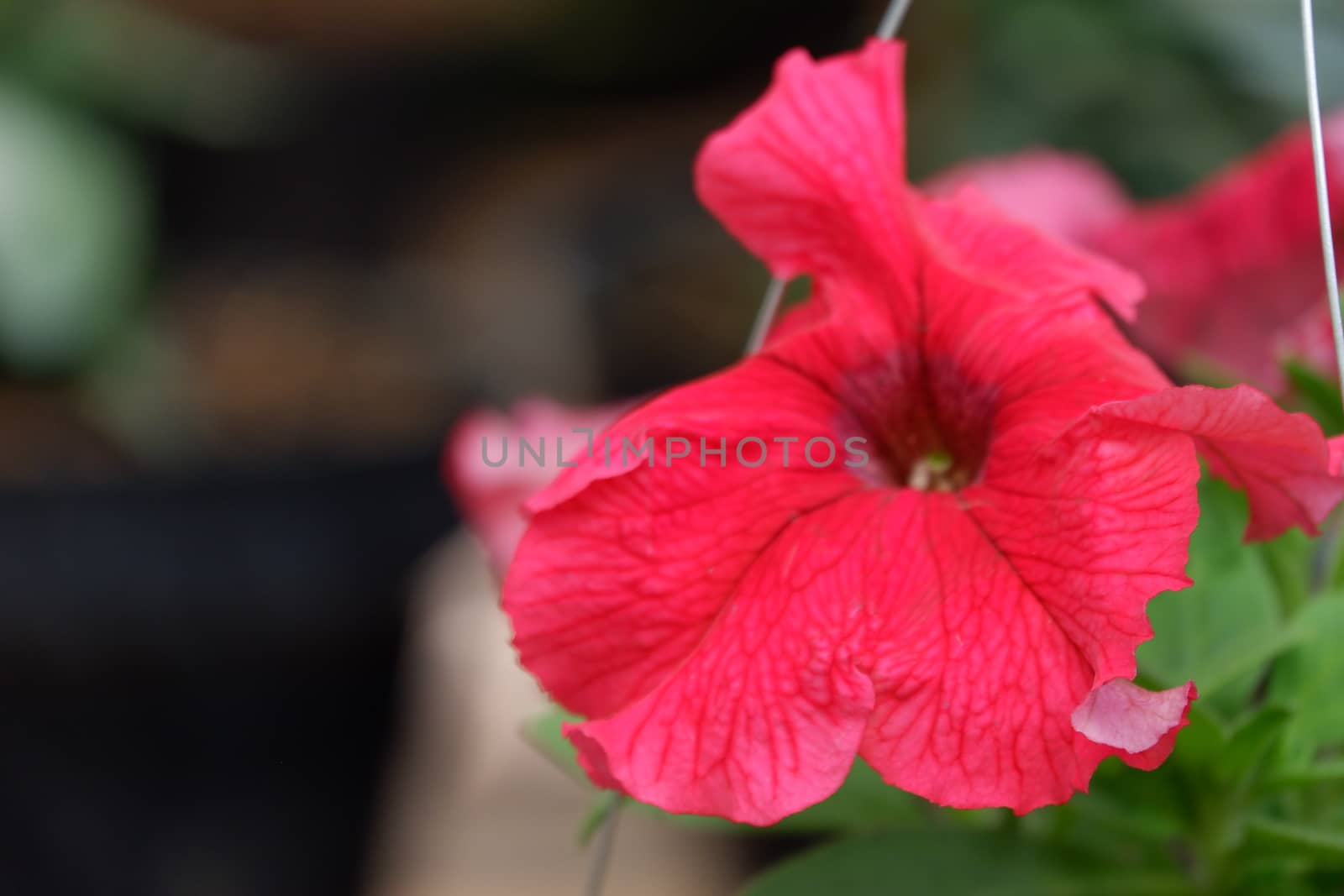 Close up image of red petunia in full bloom in the botanical garden isolated in blur background