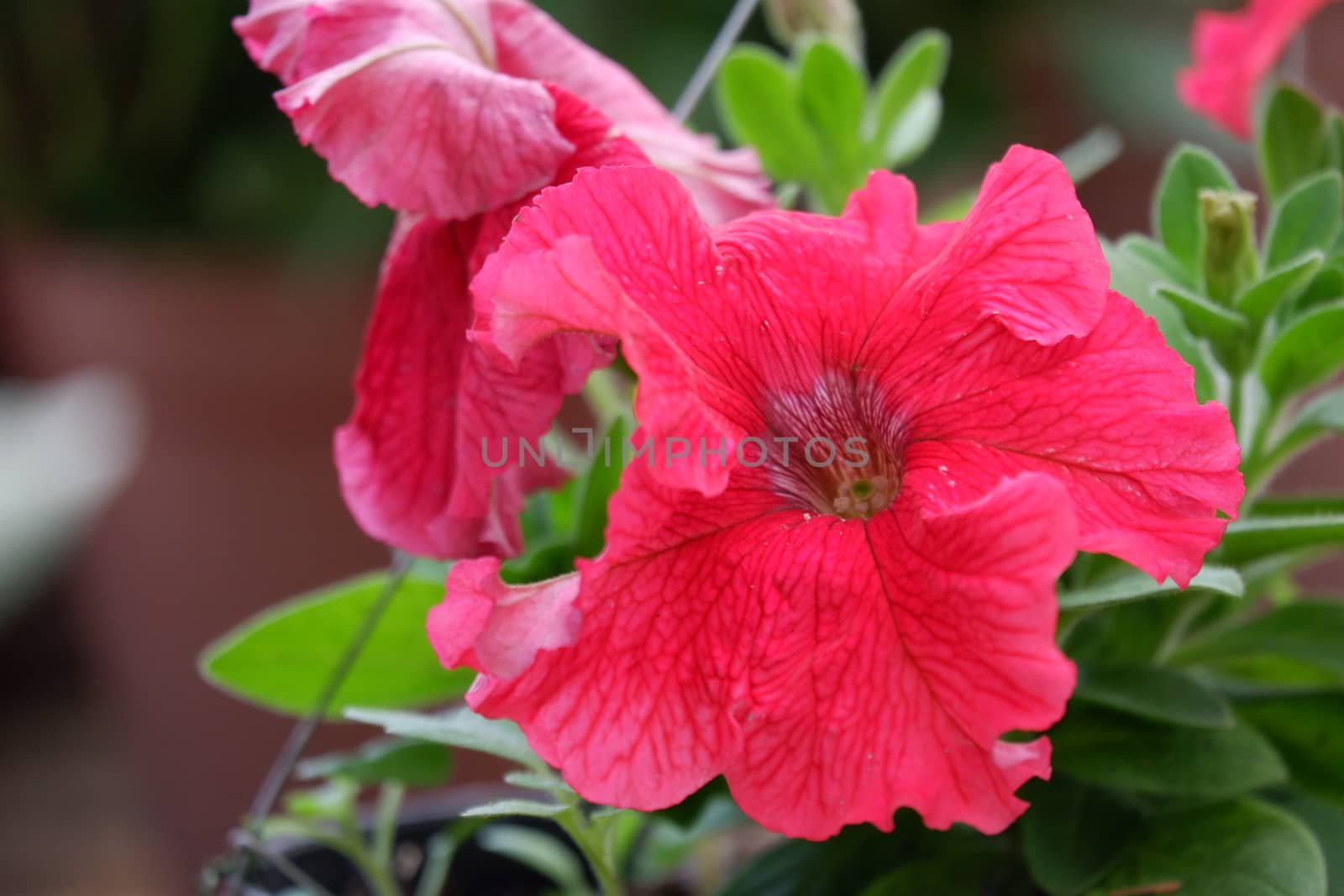 Close up image of red petunia in full bloom in the botanical garden isolated in blur background