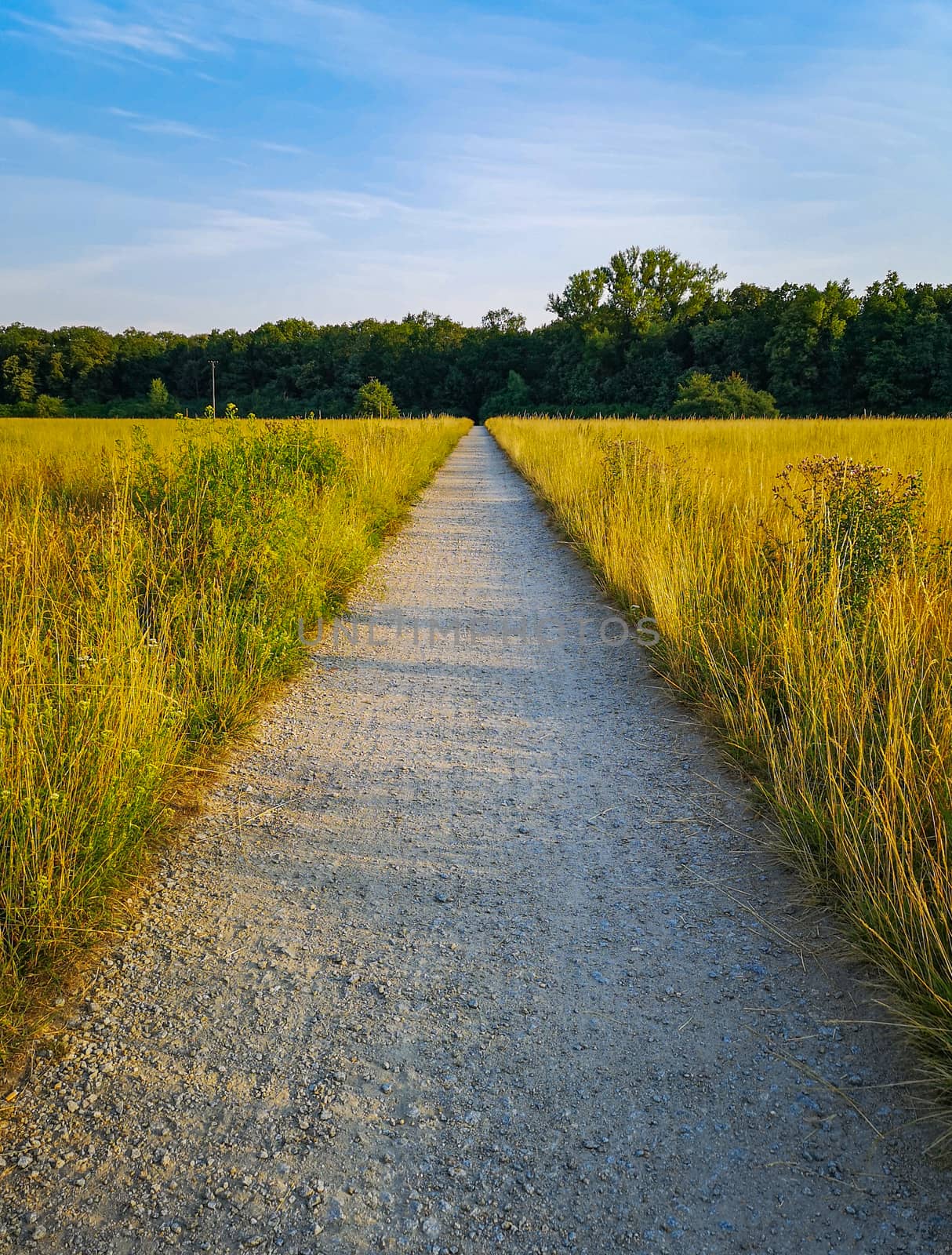 Long path to forest between yellow fields at sunny morning