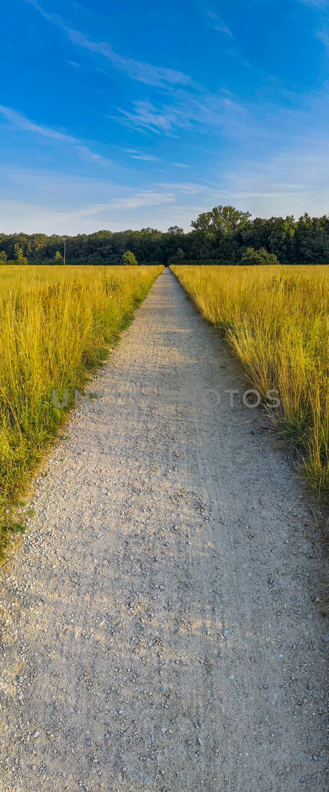 Vertical panorama of long path to forest between yellow fields at sunny morning