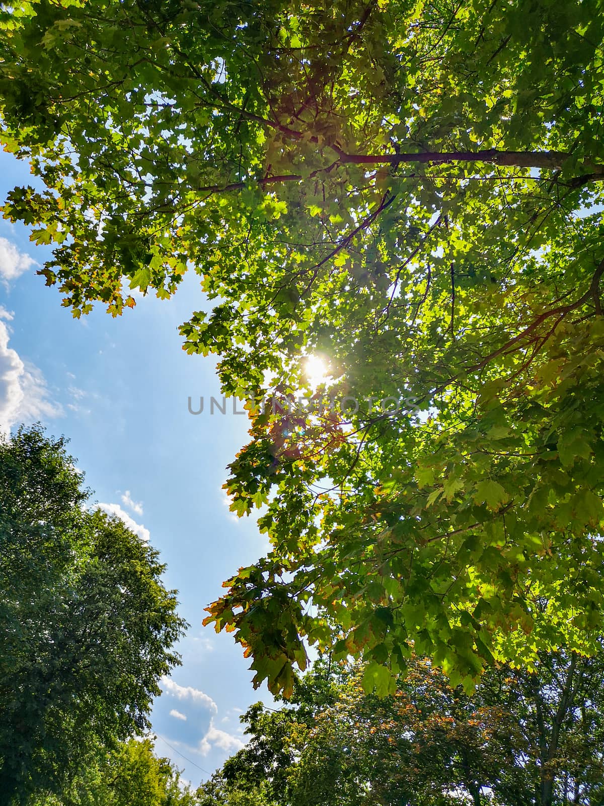 Upward look to trees crowns with sun shining from behind and blue sky