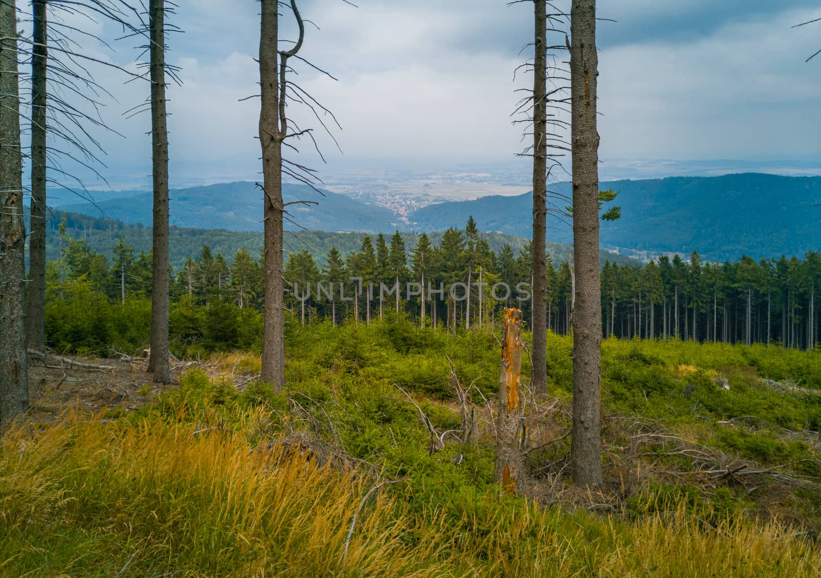 Mountain landscape with bushes and thin high trees