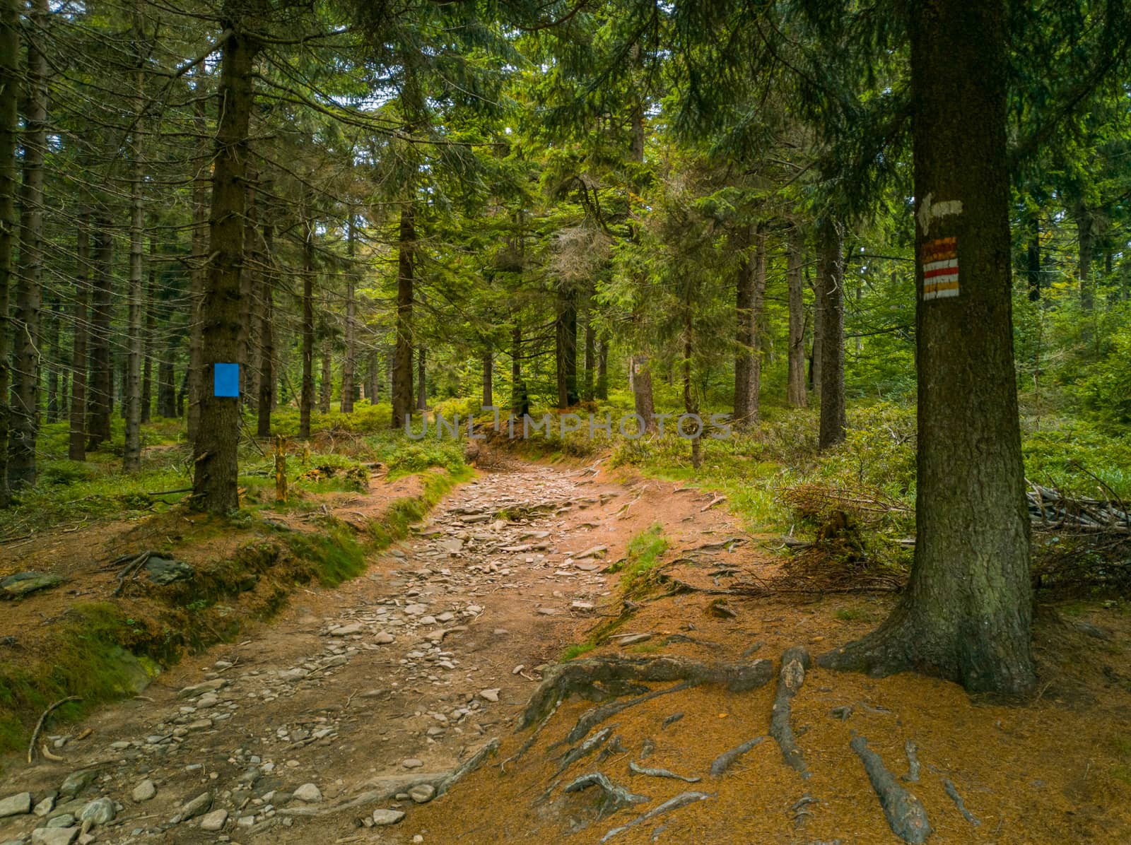 Long stony pathway in Owl Mountains between bushes and trees  with signs on trees by Wierzchu