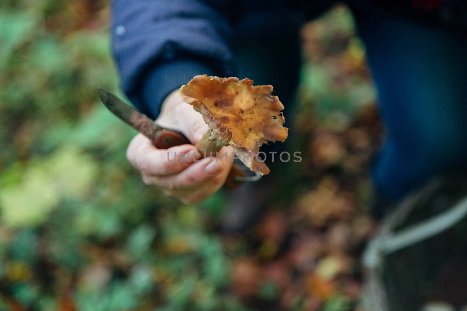 Mushroom harvest in the large Forest. Mushroom in the hand by TrEKone