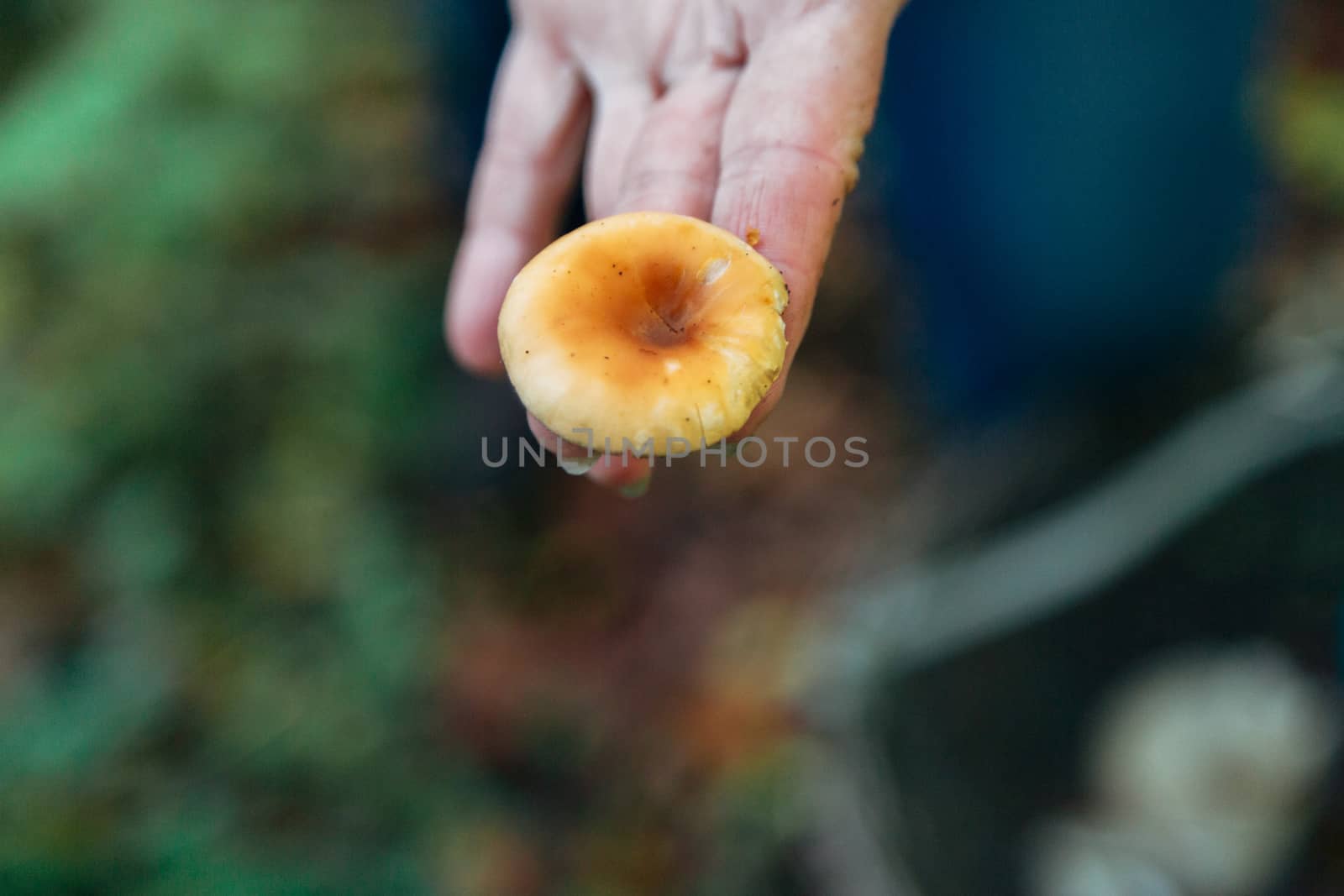 Mushroom in the hand. Harvest in the large Forest. Autumn plants by TrEKone
