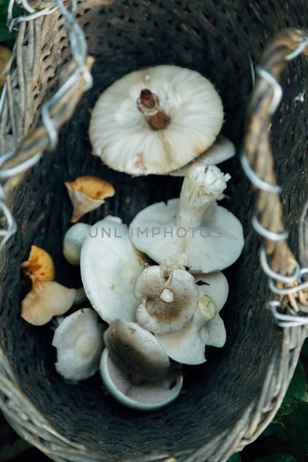 Forest mushrooms in the basket. Harvesting. Autumn