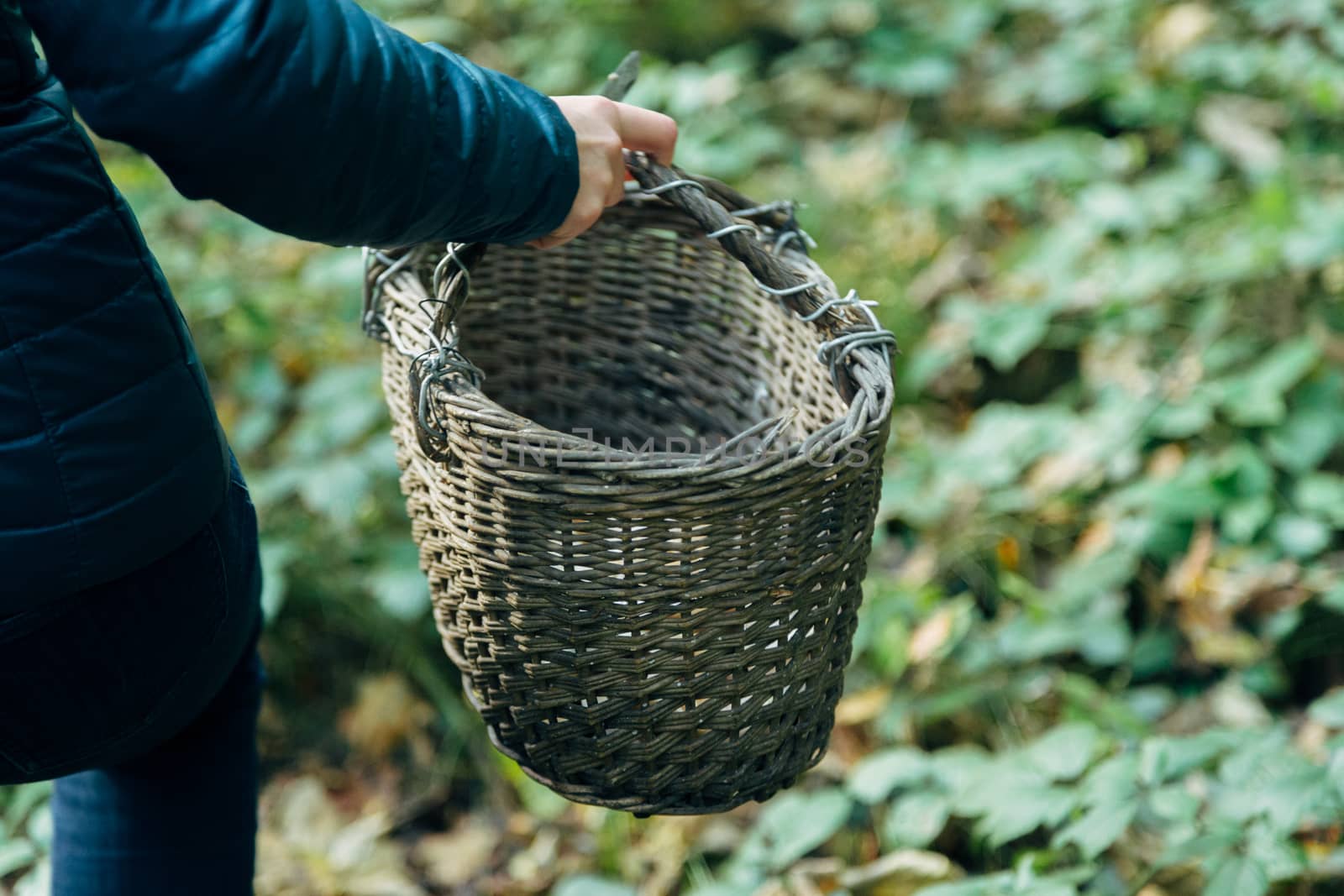 Mushroom harvest in the large Forest. Empty basket by TrEKone