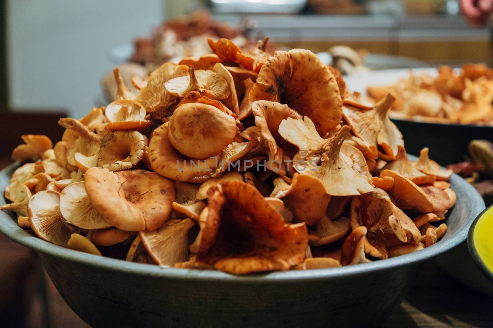 Forest mushrooms. Harvesting in autumn