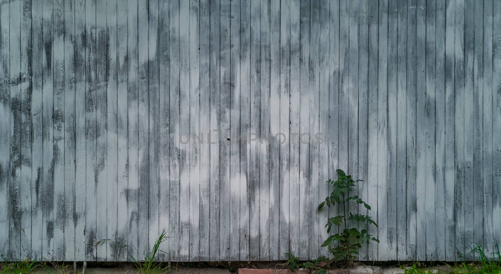 Gray wooden wall with small bush in front of and few blades of grass