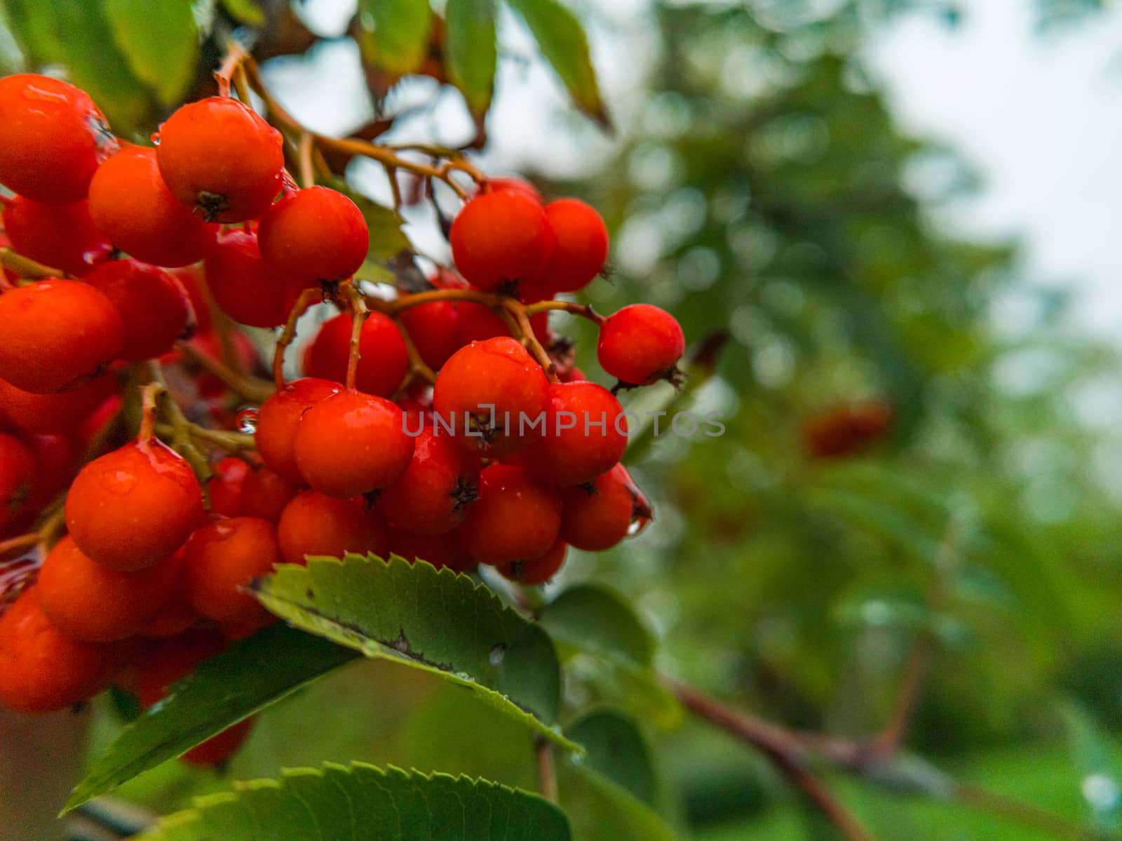 Branch of tree with a lot of red mountain ash