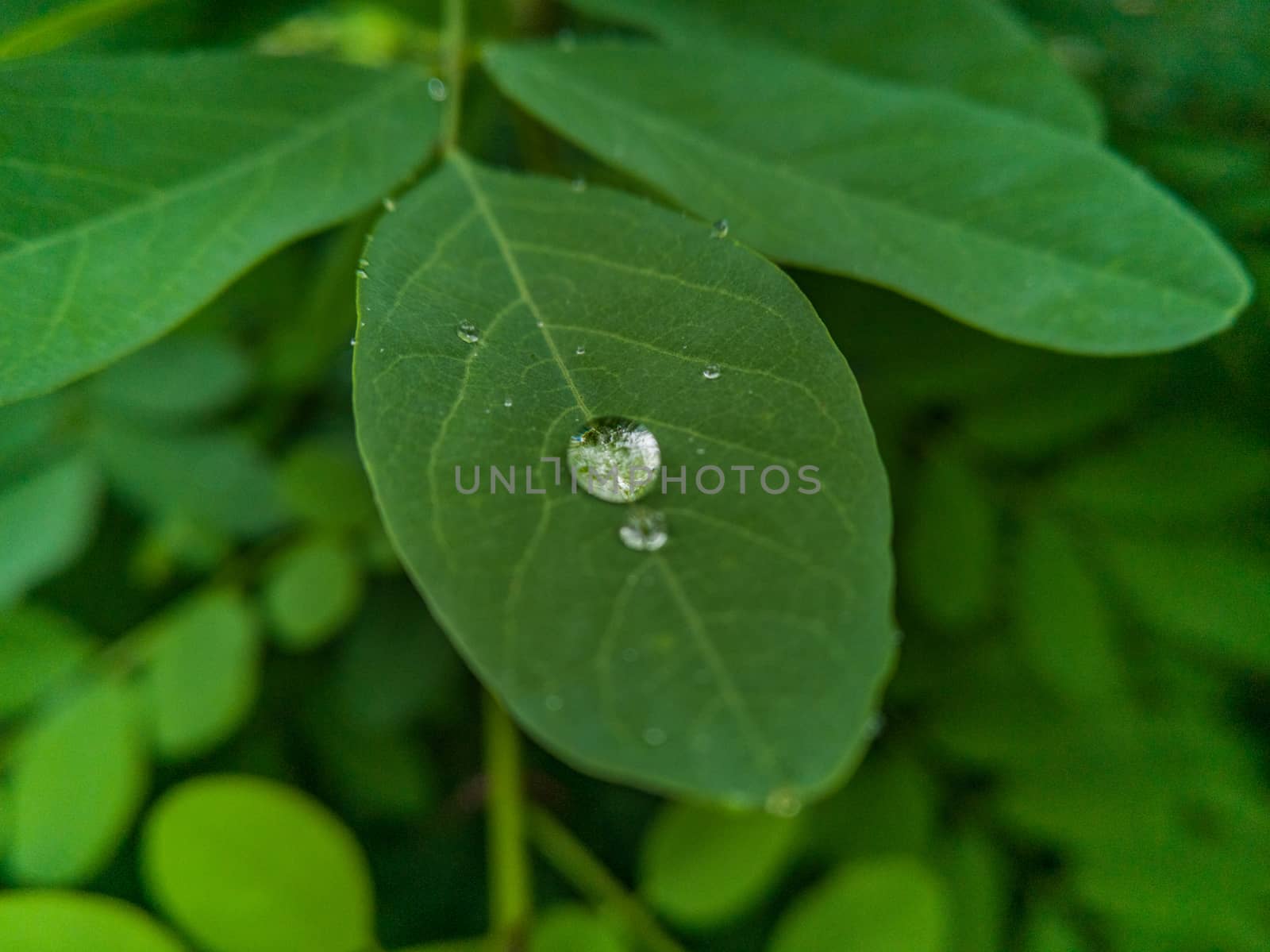 Small drops of morning dew lying on small leaf by Wierzchu