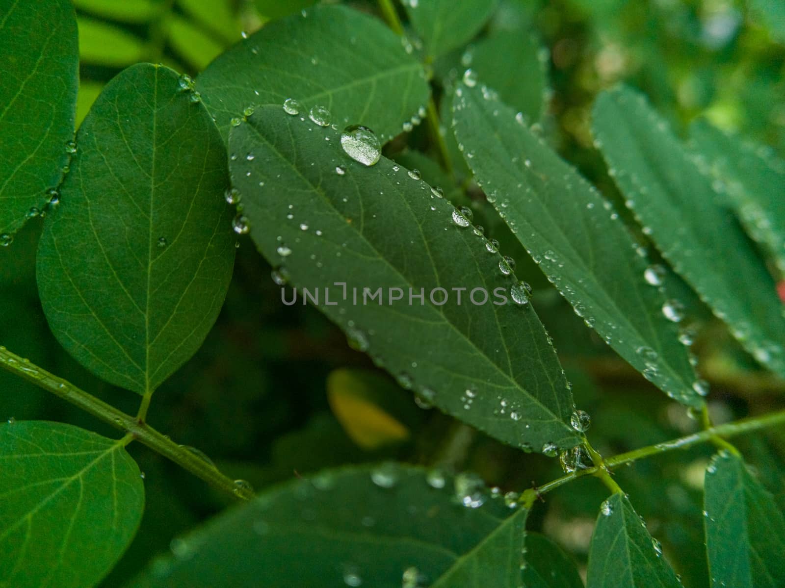 Small drops of morning dew lying on small leaf